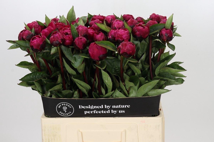 <h4>PAEONIA LACT. 'RED SARAH BERNHARD'</h4>