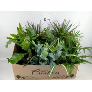 Planten Groen   ...mix 12