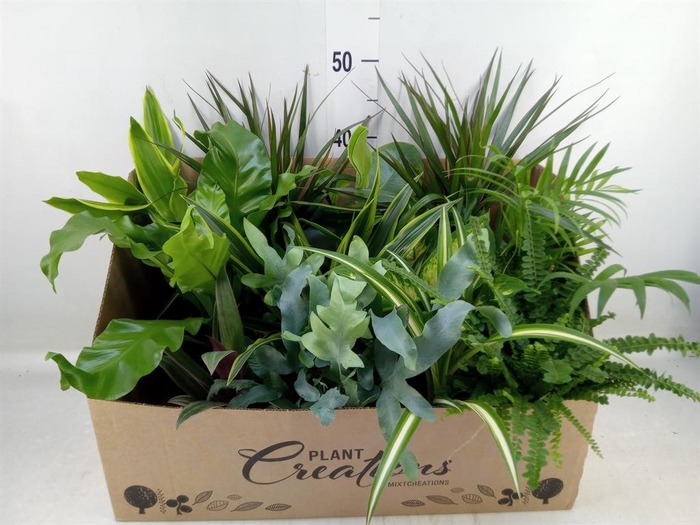 <h4>Planten Groen   ...mix 12</h4>