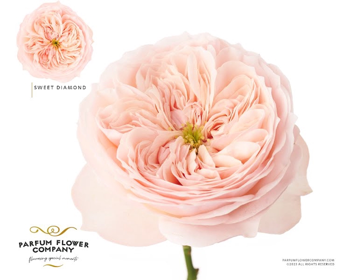 <h4>Rosa Garden Sweet Diamond</h4>