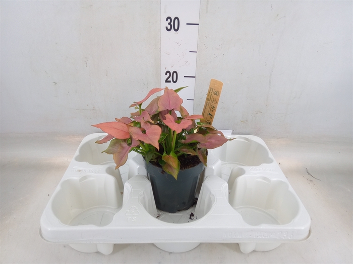 <h4>Syngonium   ...</h4>