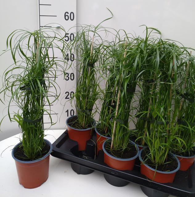 <h4>CYPER ALTERNIFOLIUS</h4>