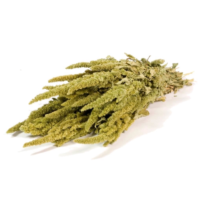 <h4>Amaranthus natural green</h4>