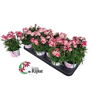 DIAN SPRINT PINK PRO
