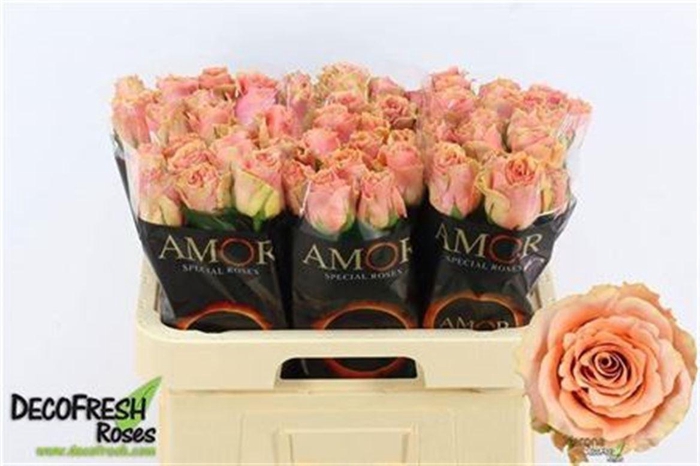 <h4>R Gr Verona</h4>