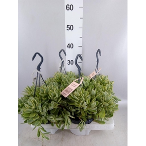 Crassula   ...