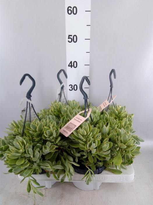 <h4>Crassula   ...</h4>