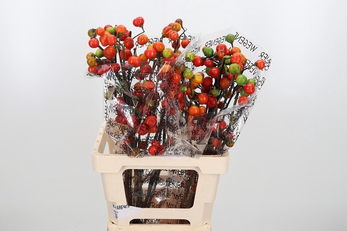 <h4>Sola In Tomaat Tak</h4>