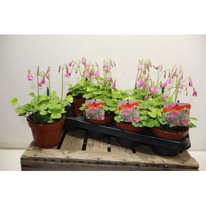 Oxalis Bow Amarantha
