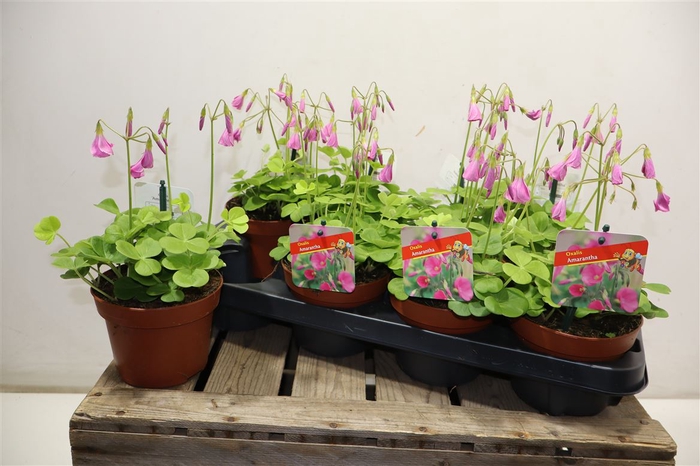 <h4>Oxalis Bow Amarantha</h4>
