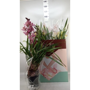 Cymbidium   ...mix