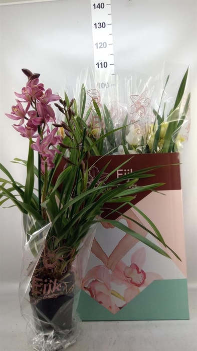 <h4>Cymbidium   ...mix</h4>