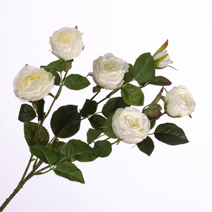 <h4>Rosa Spray Cream FL440243CRM</h4>