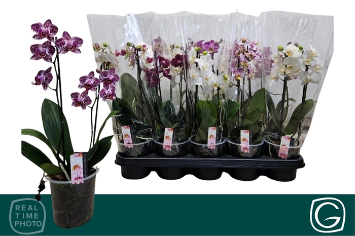 <h4>PHAL MF GEM 4 KL</h4>