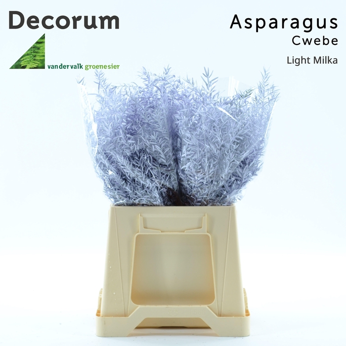 <h4>Asp cwebe Light milka</h4>