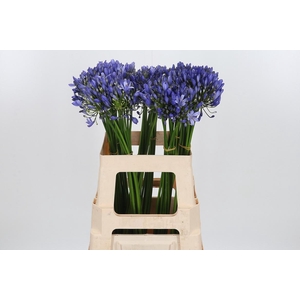 Agapanthus Intermedia