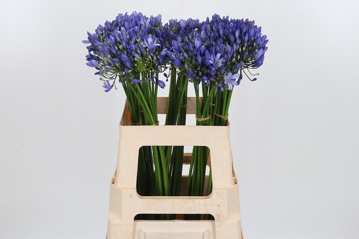 <h4>Agapanthus Intermedia</h4>