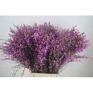 Ginster 400gr Lilac P Bunch