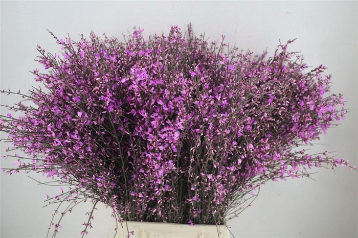 <h4>Ginster 400gr Lilac P Bunch</h4>