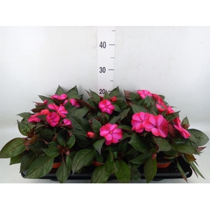 Impatiens NG 'ColPow Purple Blue'