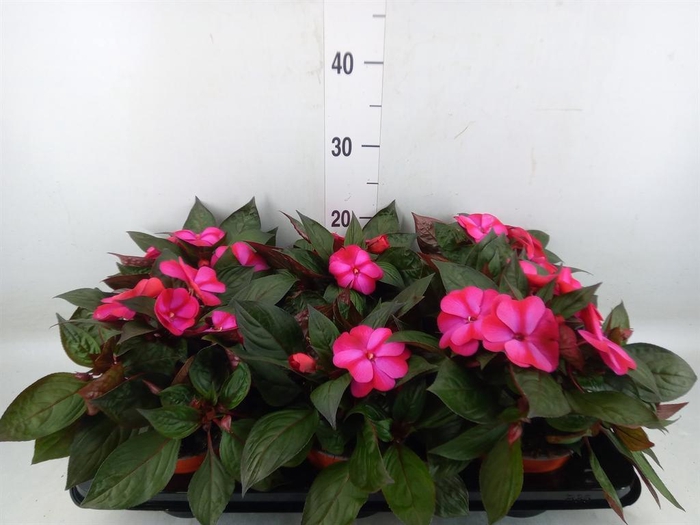 <h4>Impatiens NG 'ColPow Purple Blue'</h4>