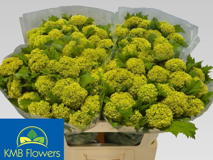 <h4>VIBURNUM ROSEUM ST</h4>