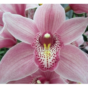 Cymbidium Elliot Rogers