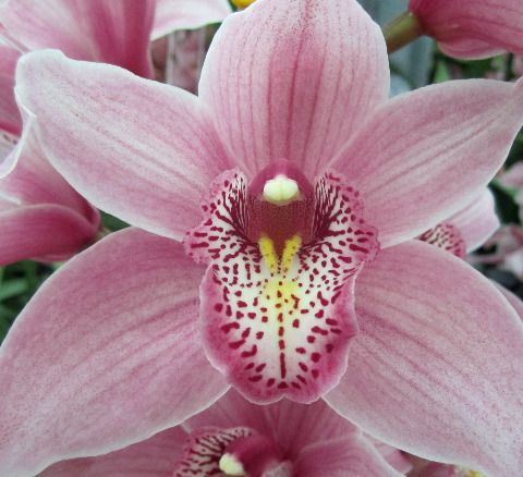 <h4>Cymbidium Elliot Rogers</h4>