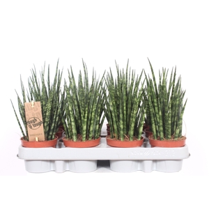 Sansevieria 'Fernwood' Mikado