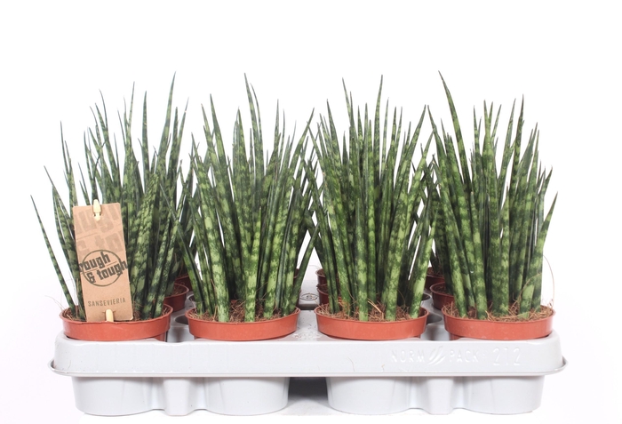 <h4>Sansevieria 'Fernwood' Mikado</h4>