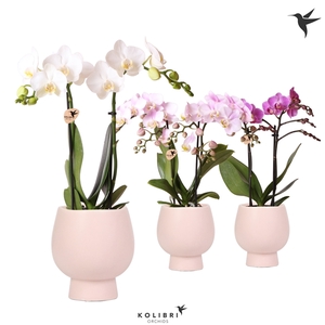 Kolibri Orchids Phalaenopsis mix 2 spike in Scandic pot nude