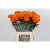 Tagetes Marigold Promise Orange