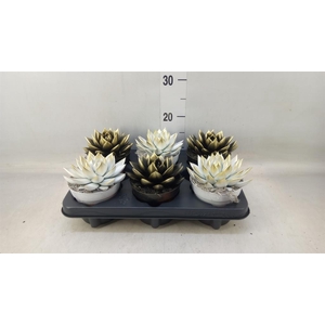 Echeveria  'Miranda'