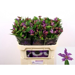 Clematis amazing geneva