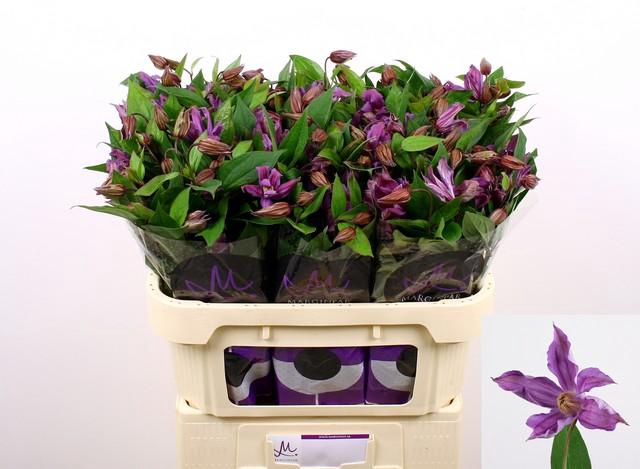 <h4>Clematis amazing geneva</h4>