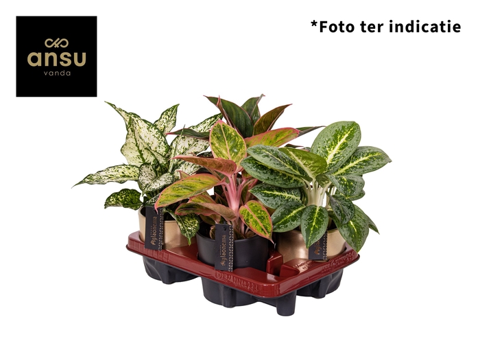 <h4>Aglaonema Gemengd Exclusive Keramiek</h4>