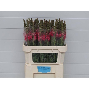 Antir Cherry Rose LJM van Boxel
