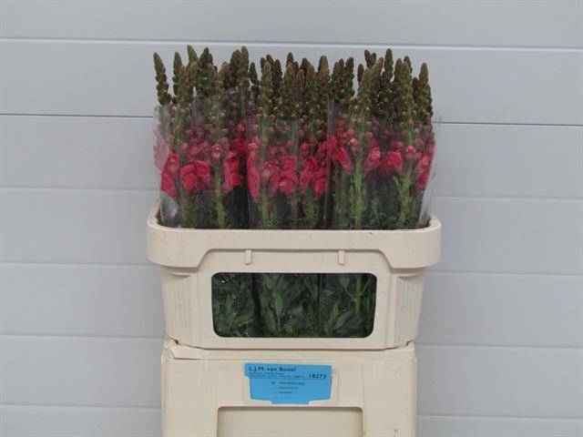 <h4>Antir Cherry Rose LJM van Boxel</h4>