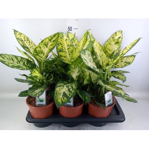 Dieffenbachia  'Sublime'