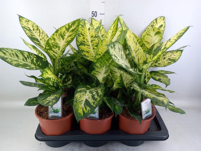 <h4>Dieffenbachia  'Sublime'</h4>