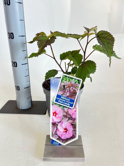 <h4>Hibiscus</h4>