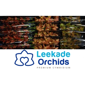 Cymb Mi Herfst Mix Leekade X15