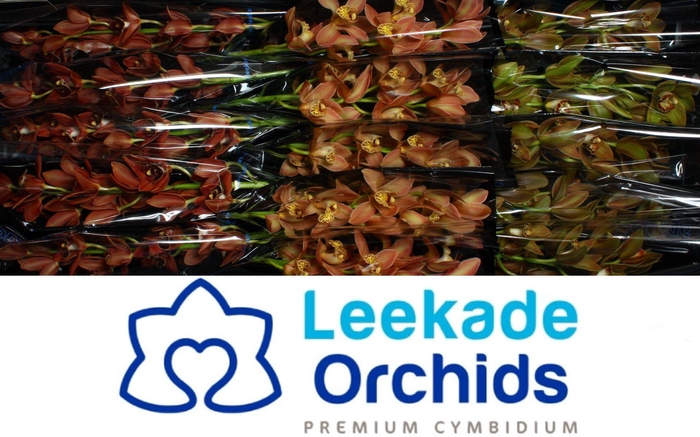 <h4>Cymb Mi Herfst Mix Leekade X15</h4>