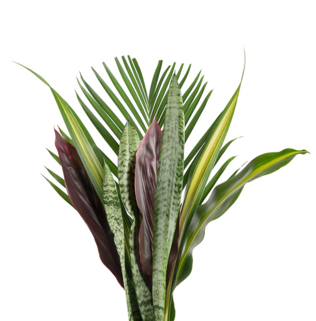 <h4>BQ Green Reina</h4>