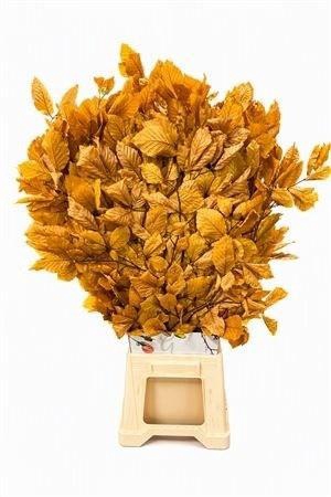 <h4>DECORGROEN KLB BS H%</h4>