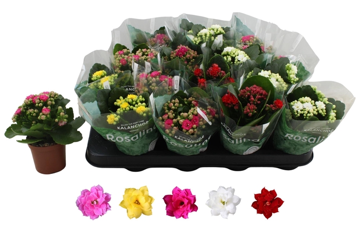 <h4>Kal Ge Ro Gem 5 Kl</h4>