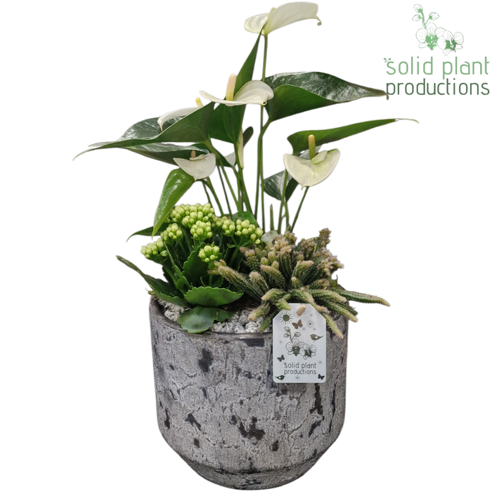 <h4>AT223 Maria Grey Pot Anthurium</h4>