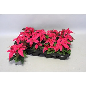 Poinsettia 6 cm Princettia Dark Pink 2/4 koppen