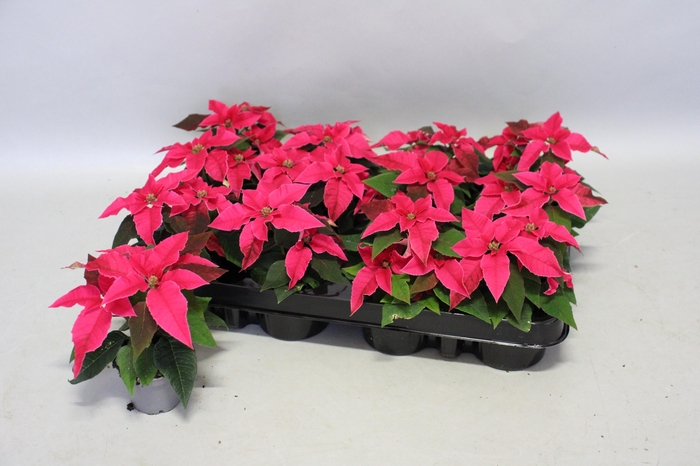 <h4>Poinsettia 6 cm Princettia Dark Pink 2/4 koppen</h4>