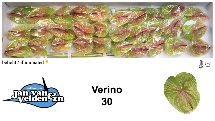 <h4>Anthurium Verino</h4>